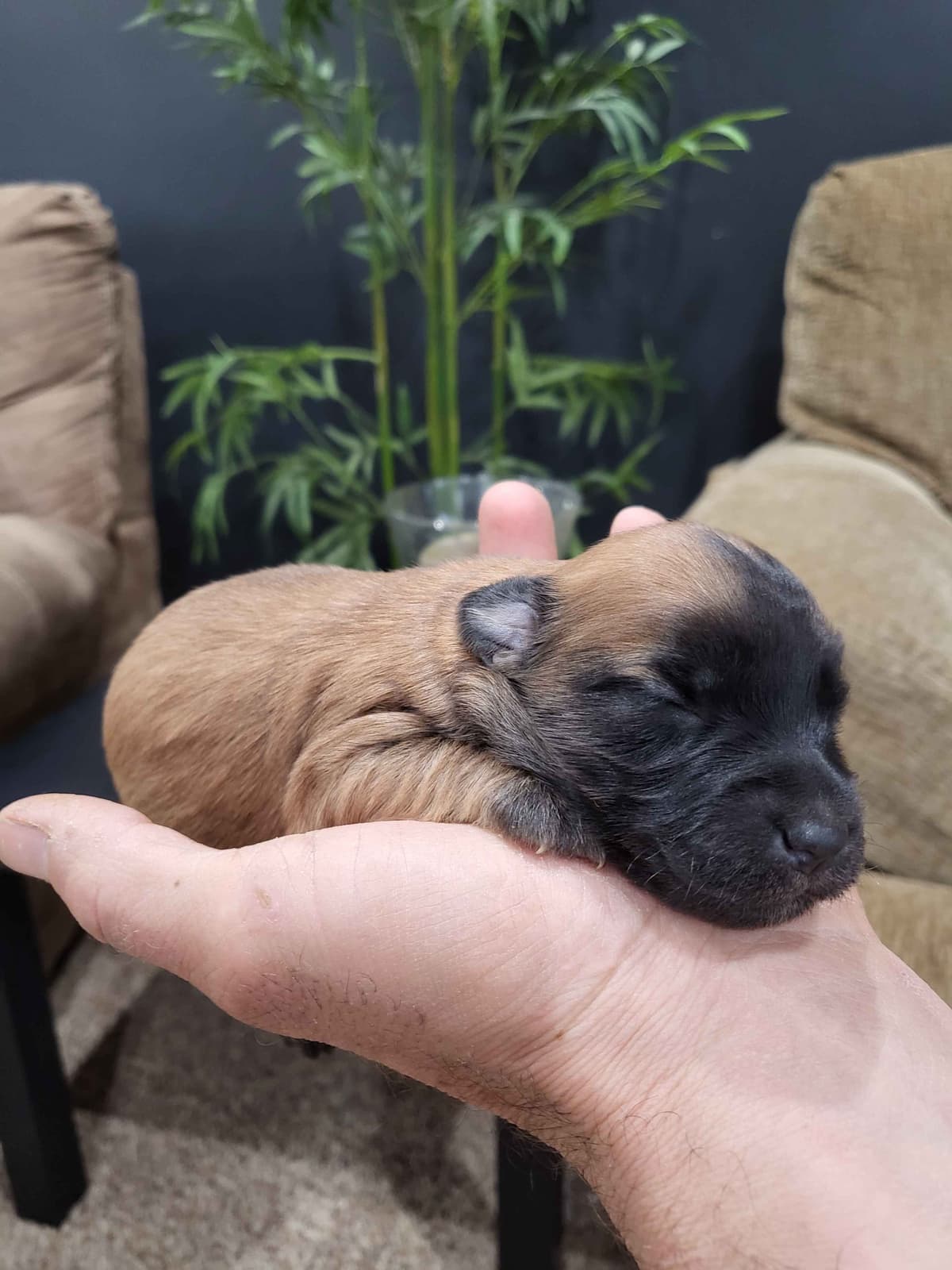 Soft Coated Wheaten Terrier Puppies breeder image 11
