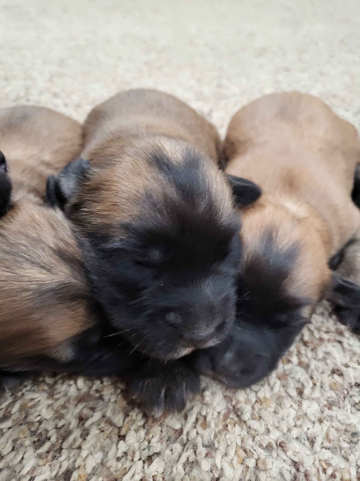 Soft Coated Wheaten Terrier Puppies breeder image 12