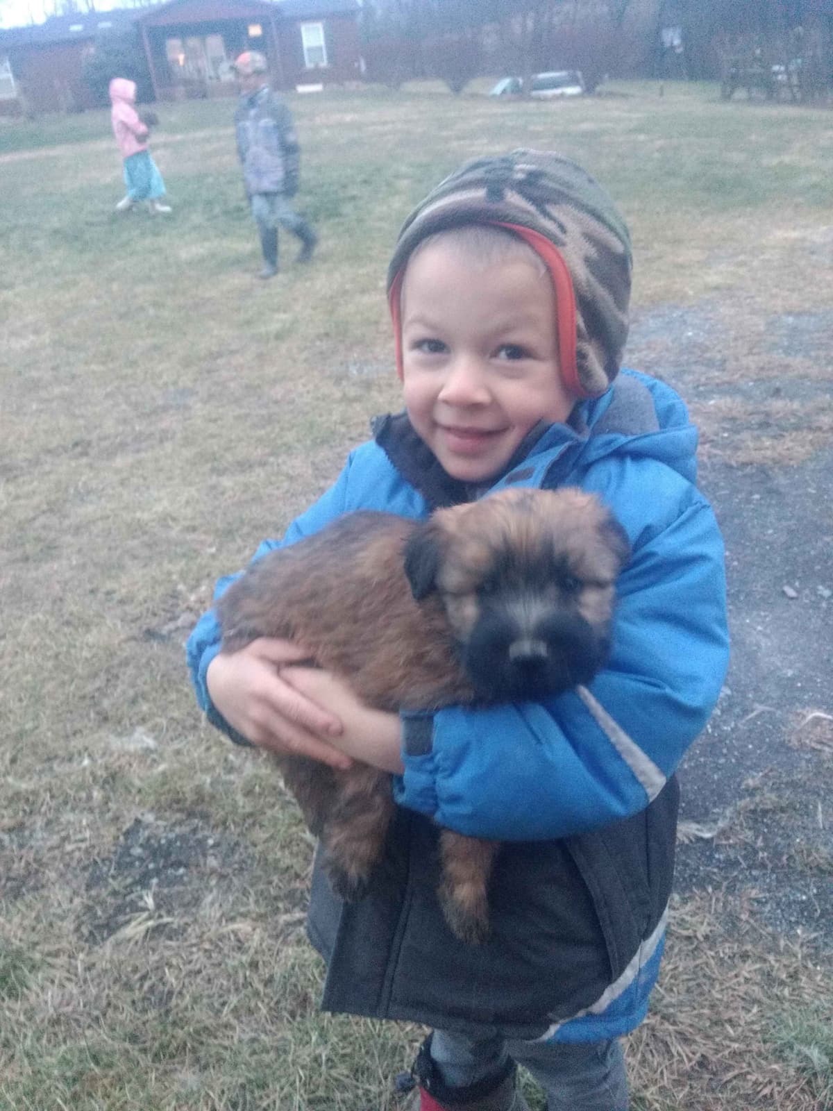Soft Coated Wheaten Terrier Puppies breeder image 15
