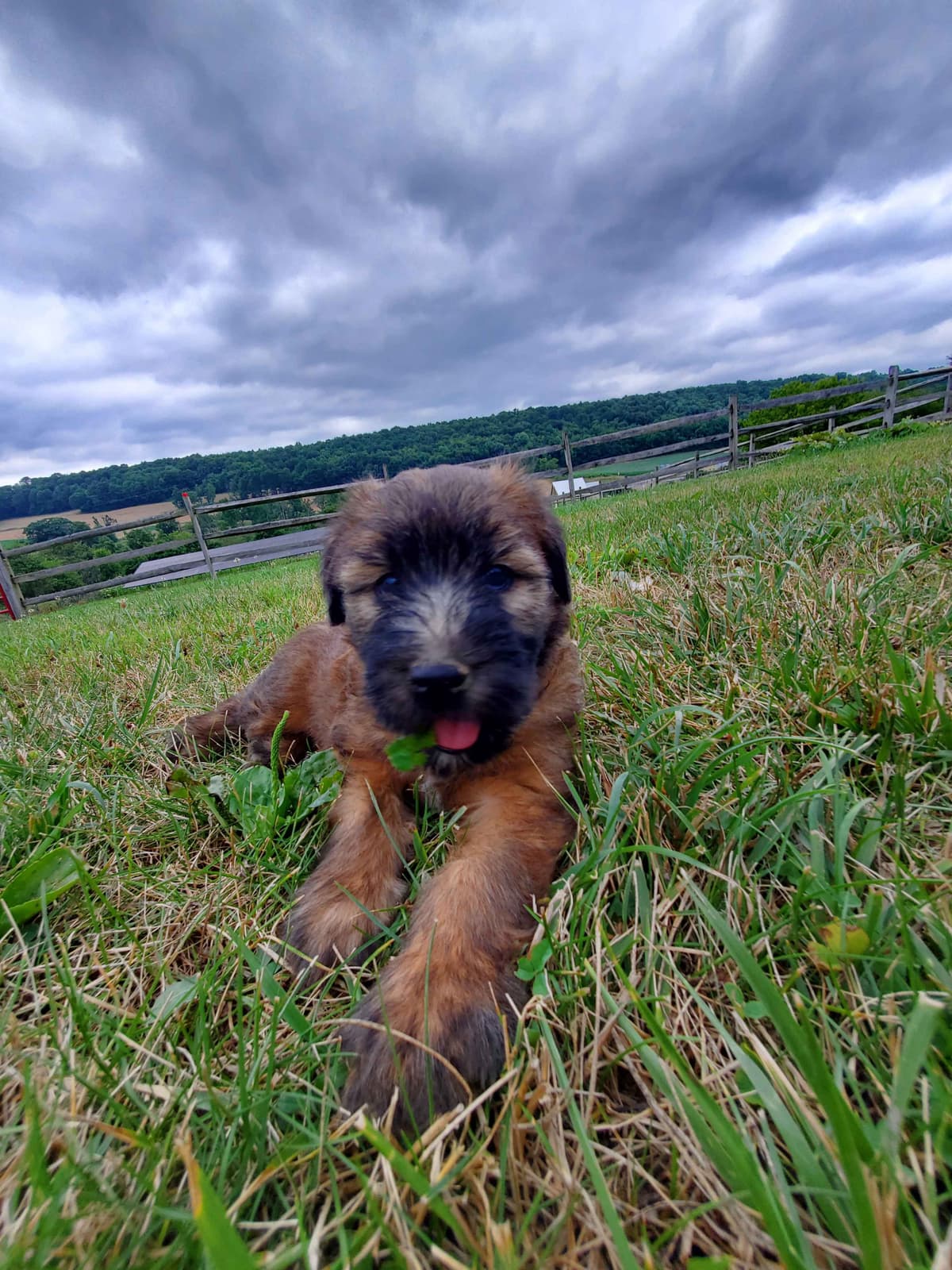 Soft Coated Wheaten Terrier Puppies breeder image 19