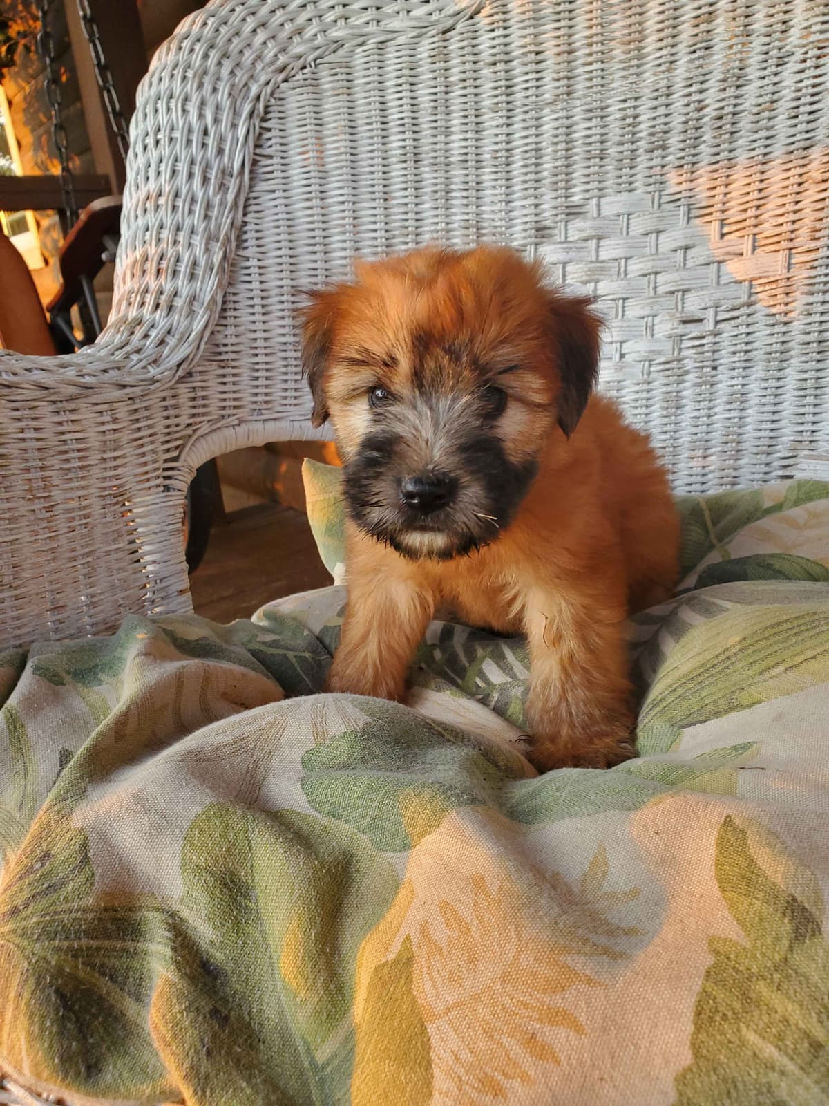 Soft Coated Wheaten Terrier Puppies breeder image 20