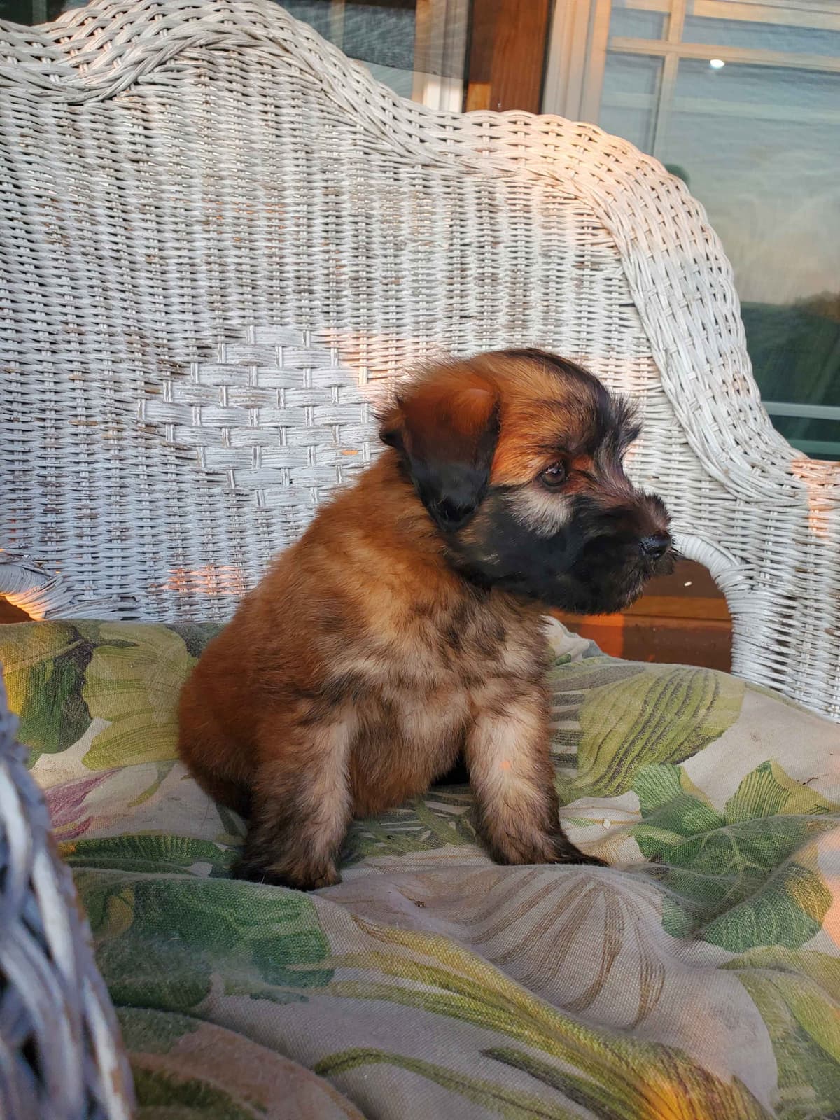 Soft Coated Wheaten Terrier Puppies breeder image 21