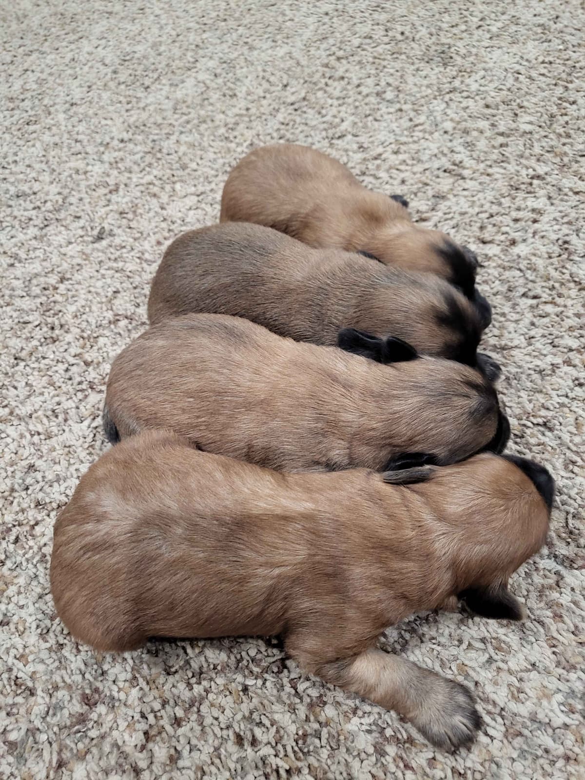 Soft Coated Wheaten Terrier Puppies breeder image 22