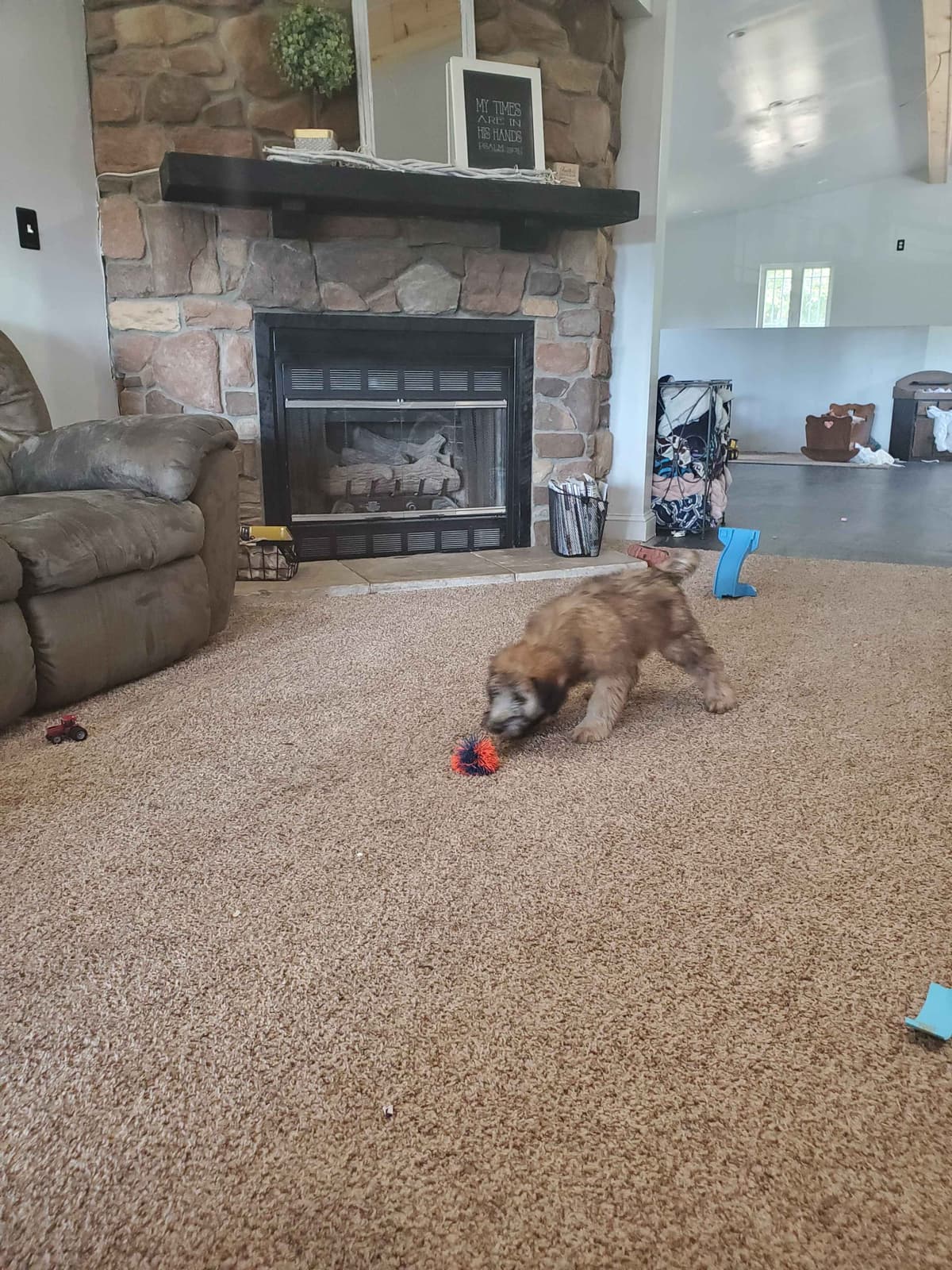 Soft Coated Wheaten Terrier Puppies breeder image 23