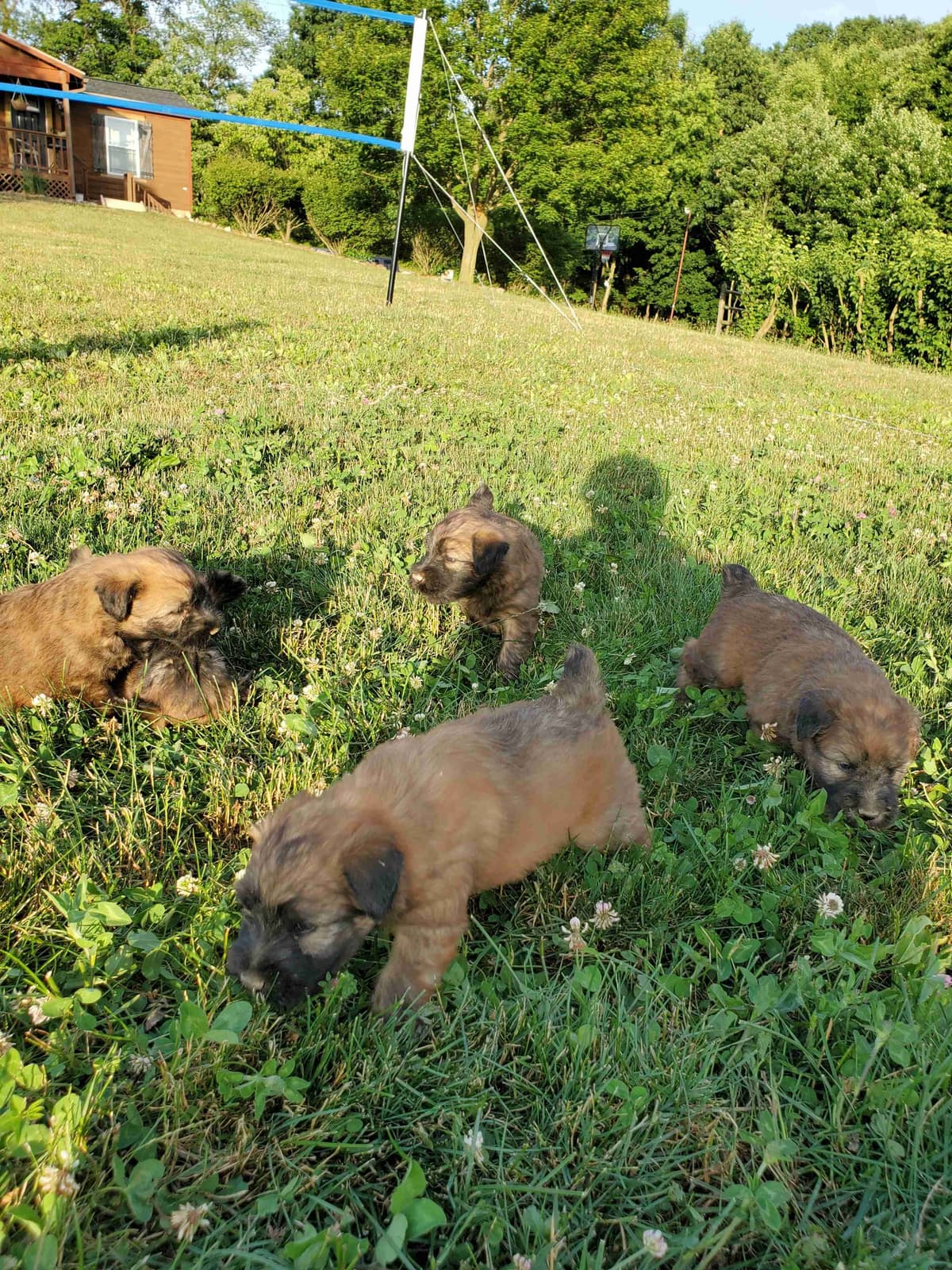 Soft Coated Wheaten Terrier Puppies breeder image 26