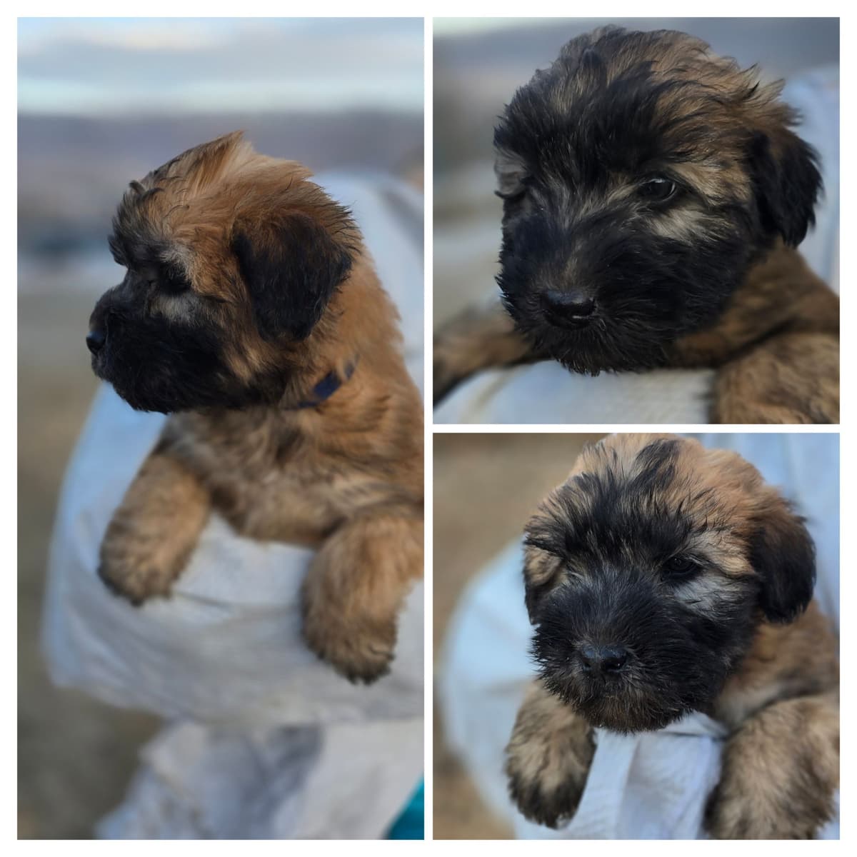 Soft Coated Wheaten Terrier Puppies breeder image 27