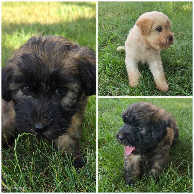 Soft Coated Wheaten Terrier Puppies media 2