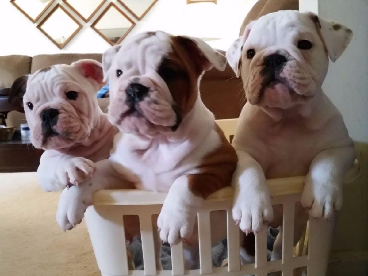 Beautiful French Bulldog Puppies breeder image 1