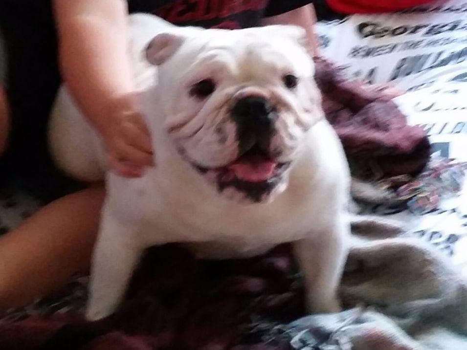Beautiful French Bulldog Puppies breeder image 2