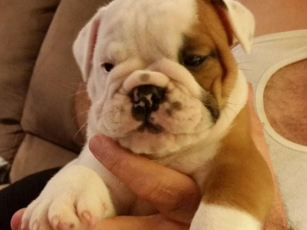 Beautiful French Bulldog Puppies breeder image 5