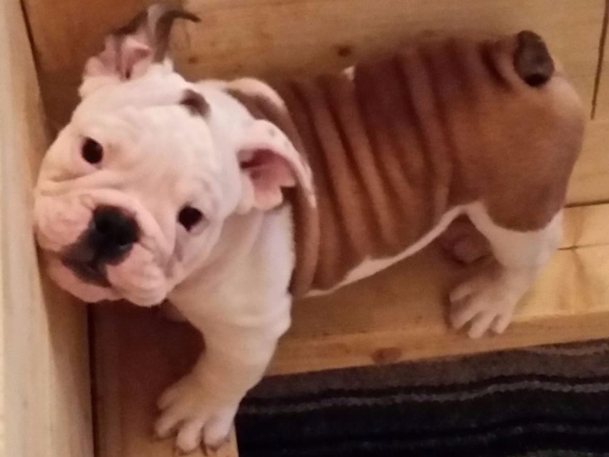 Beautiful French Bulldog Puppies breeder image 7