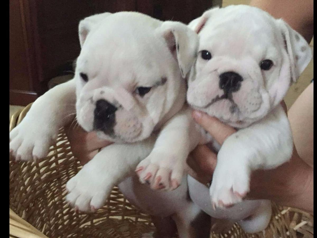 Beautiful French Bulldog Puppies breeder image 8