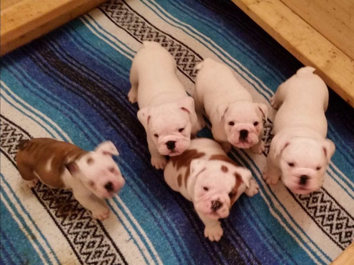 Beautiful French Bulldog Puppies breeder image 9