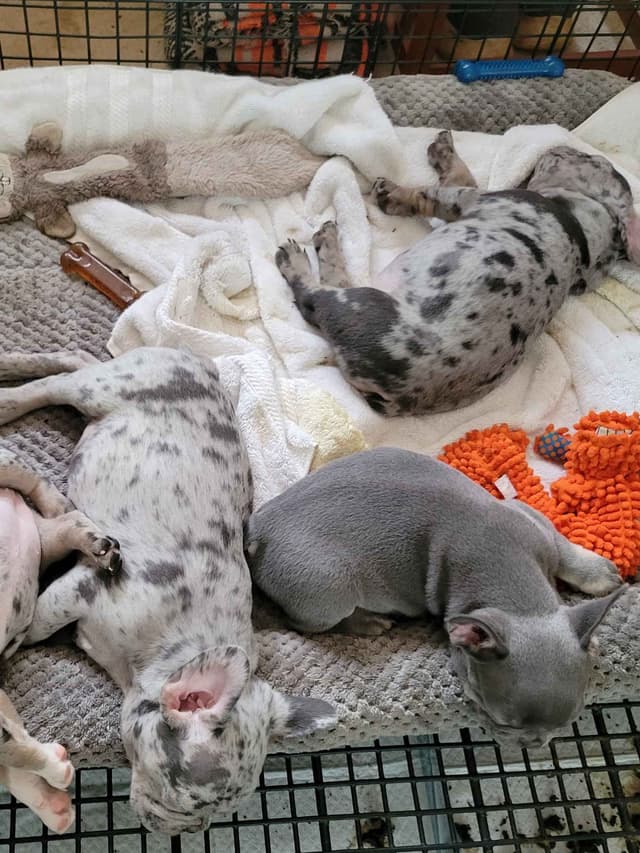 Beautiful French Bulldog Puppies media 2