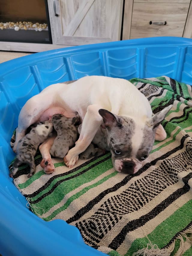 Beautiful French Bulldog Puppies media 3
