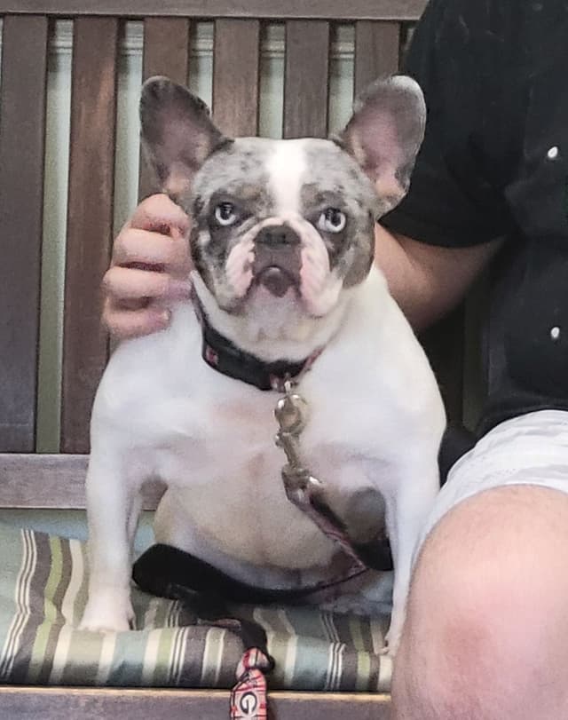 Beautiful French Bulldog Puppies media 4