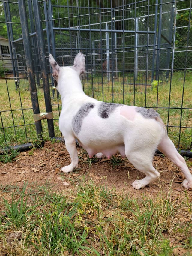 Beautiful French Bulldog Puppies media 5