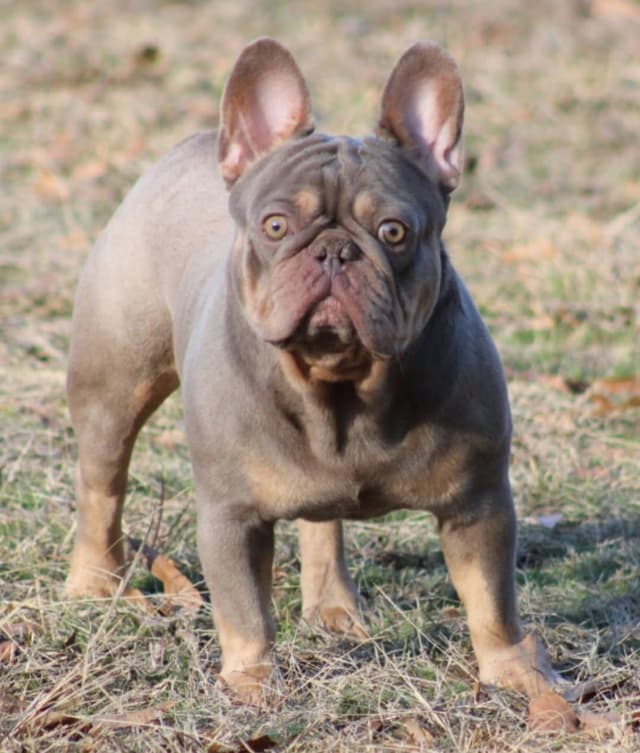 Beautiful French Bulldog Puppies media 6