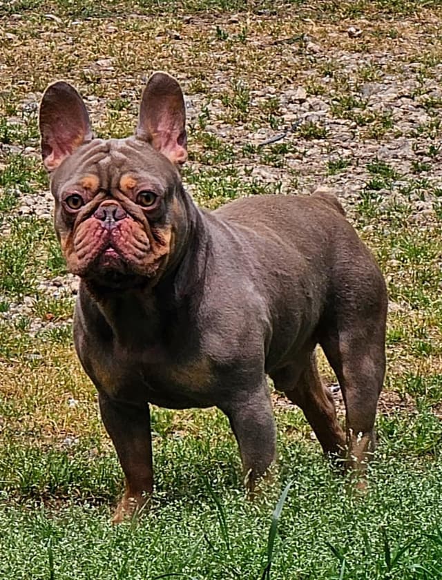 Beautiful French Bulldog Puppies media 7
