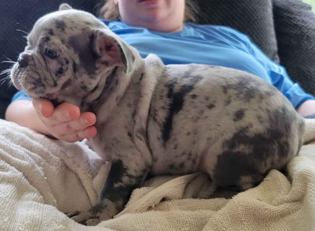 Beautiful French Bulldog Puppies media 9