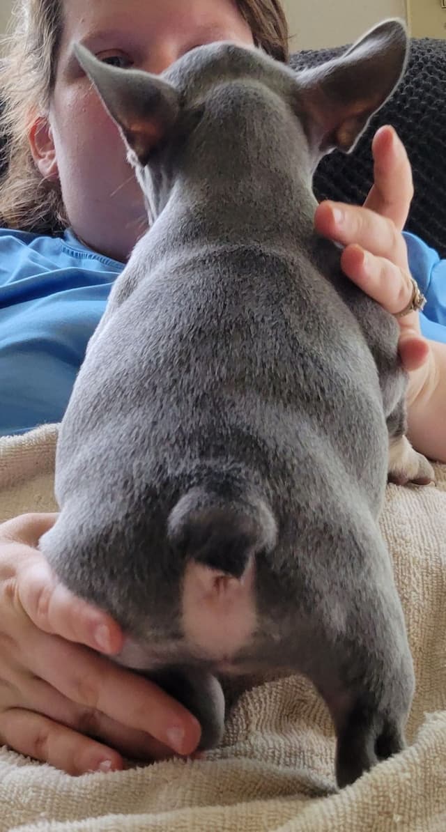 Beautiful French Bulldog Puppies media 21