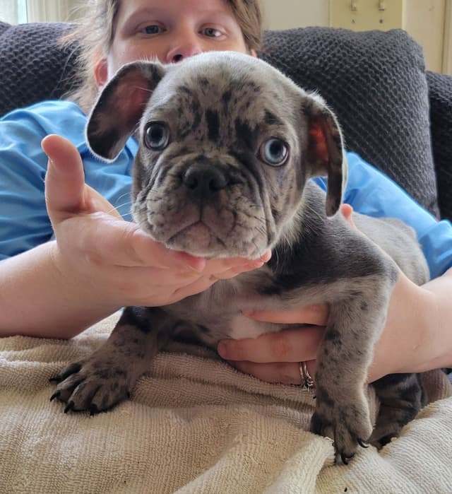 Beautiful French Bulldog Puppies media 24