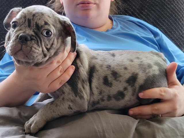Beautiful French Bulldog Puppies media 25
