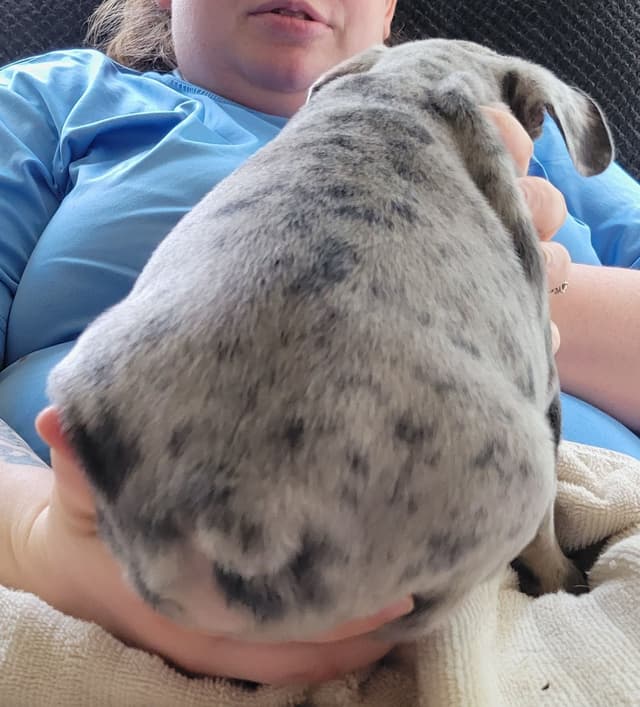 Beautiful French Bulldog Puppies media 26