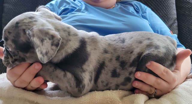 Beautiful French Bulldog Puppies media 27