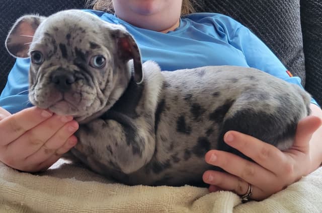 Beautiful French Bulldog Puppies media 28