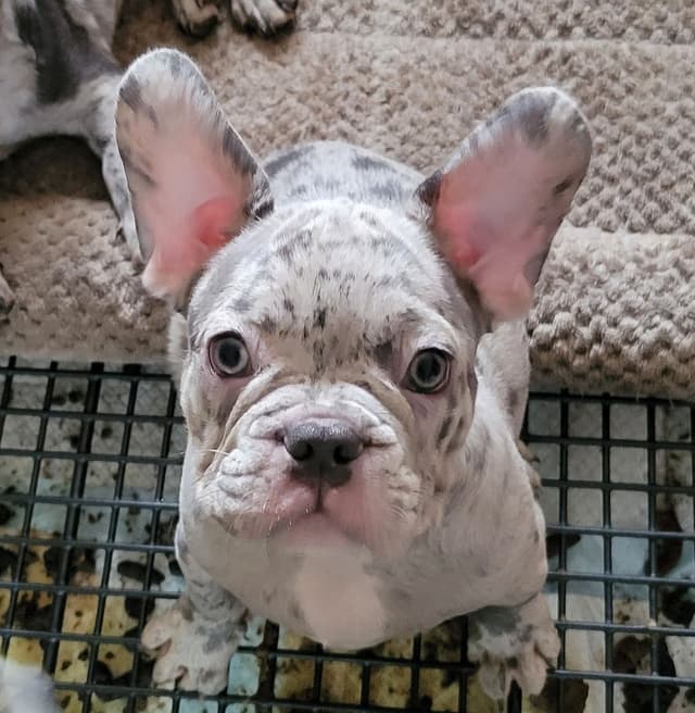 Beautiful French Bulldog Puppies media 8
