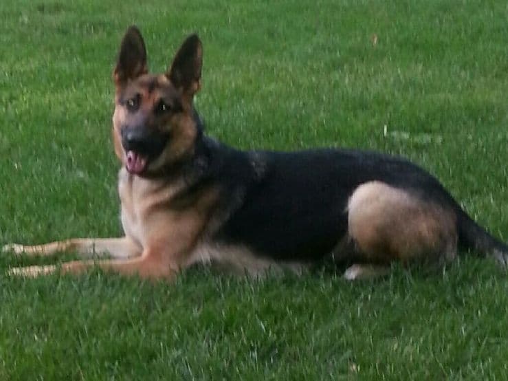 German Shepherd Dog Puppies breeder image 2