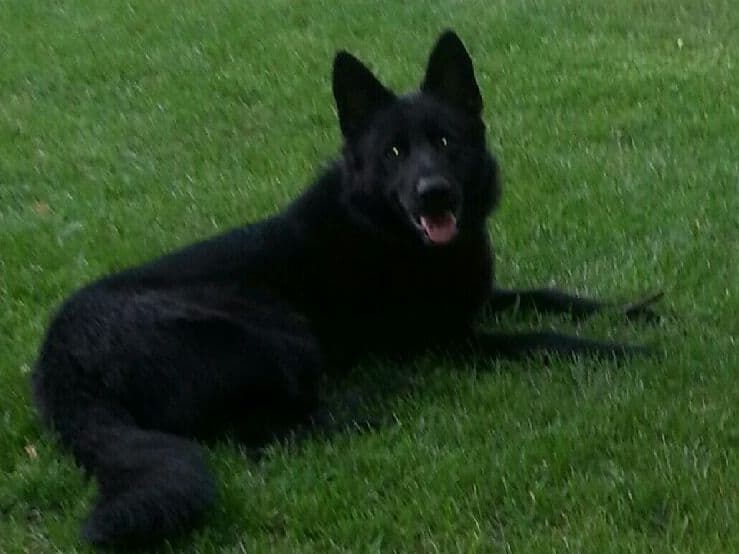 German Shepherd Dog Puppies breeder image 3