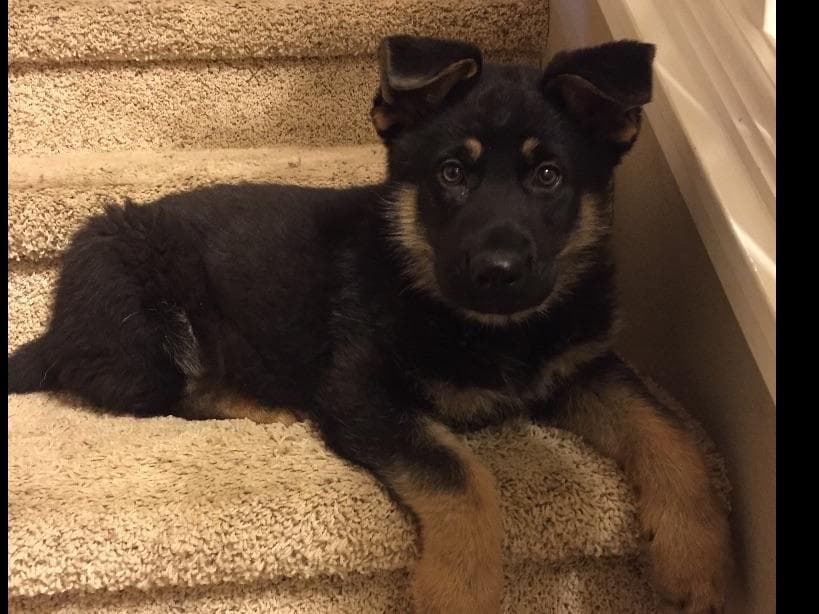 German Shepherd Dog Puppies breeder image 5