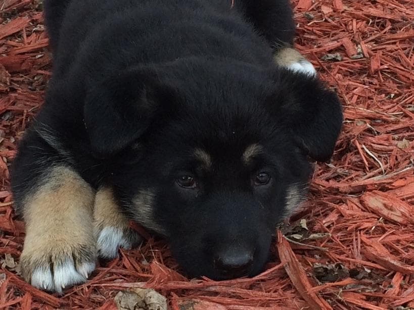 German Shepherd Dog Puppies breeder image 7