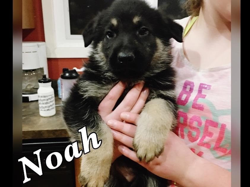 German Shepherd Dog Puppies breeder image 8