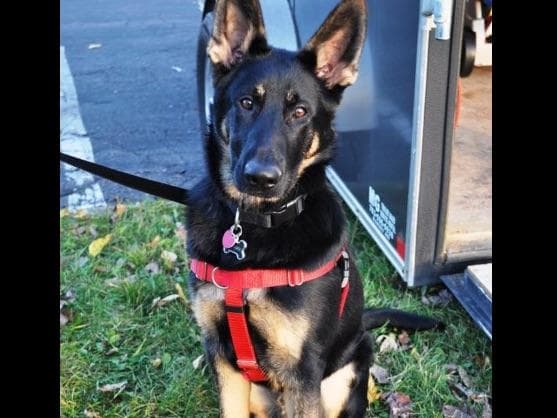 German Shepherd Dog Puppies breeder image 9