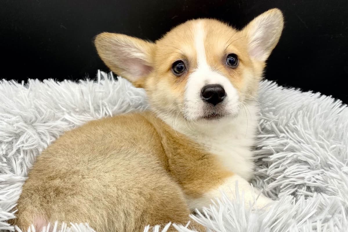 Pembroke Welsh Corgi Puppies breeder image 1