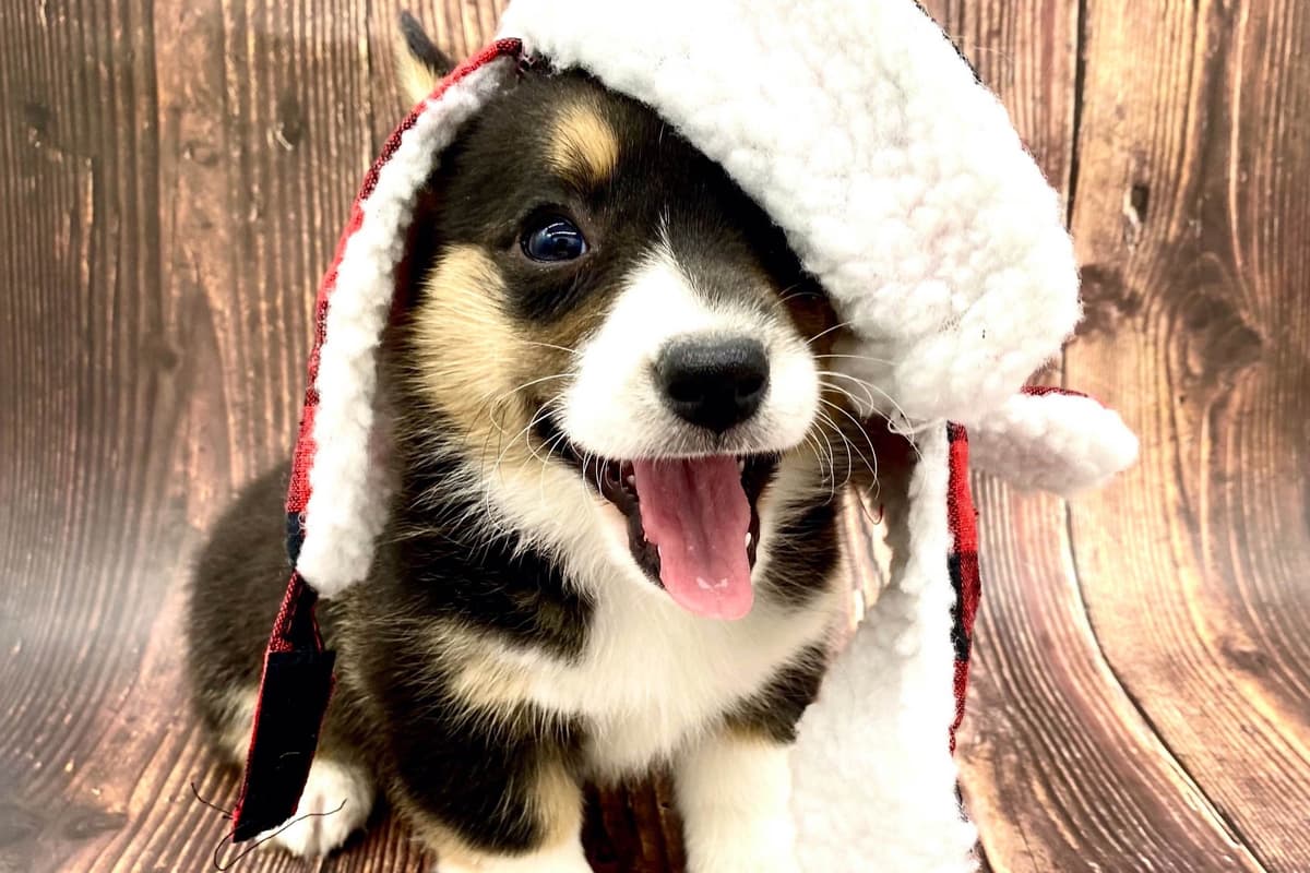 Pembroke Welsh Corgi Puppies breeder image 3