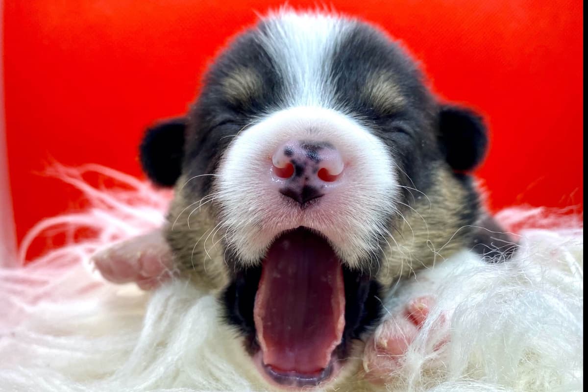Pembroke Welsh Corgi Puppies breeder image 4