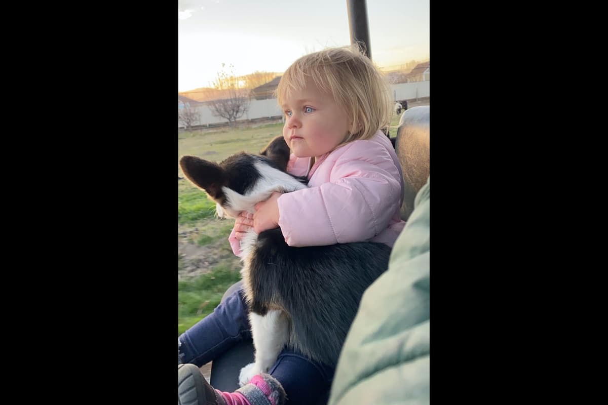 Pembroke Welsh Corgi Puppies breeder image 5