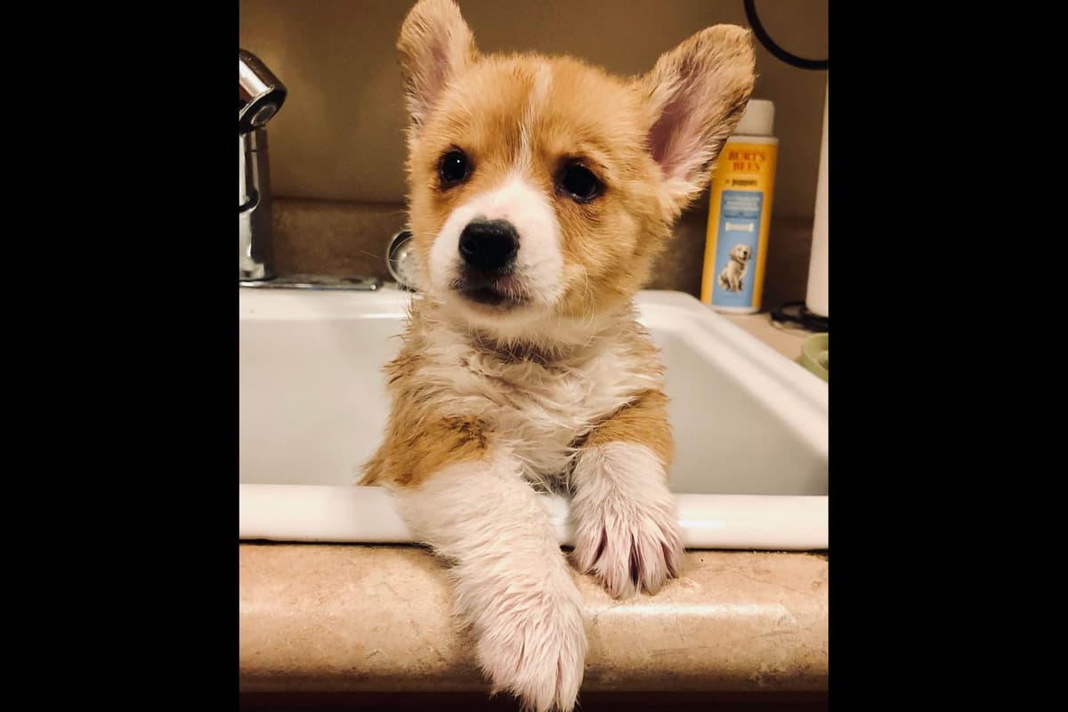 Pembroke Welsh Corgi Puppies breeder image 6