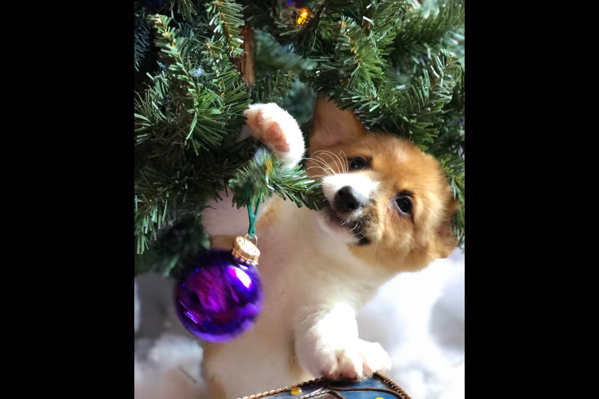 Pembroke Welsh Corgi Puppies breeder image 9