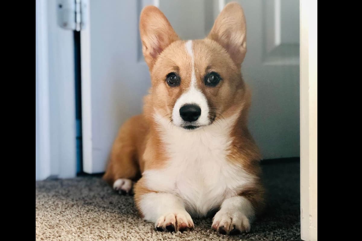 Pembroke Welsh Corgi Puppies breeder image 10
