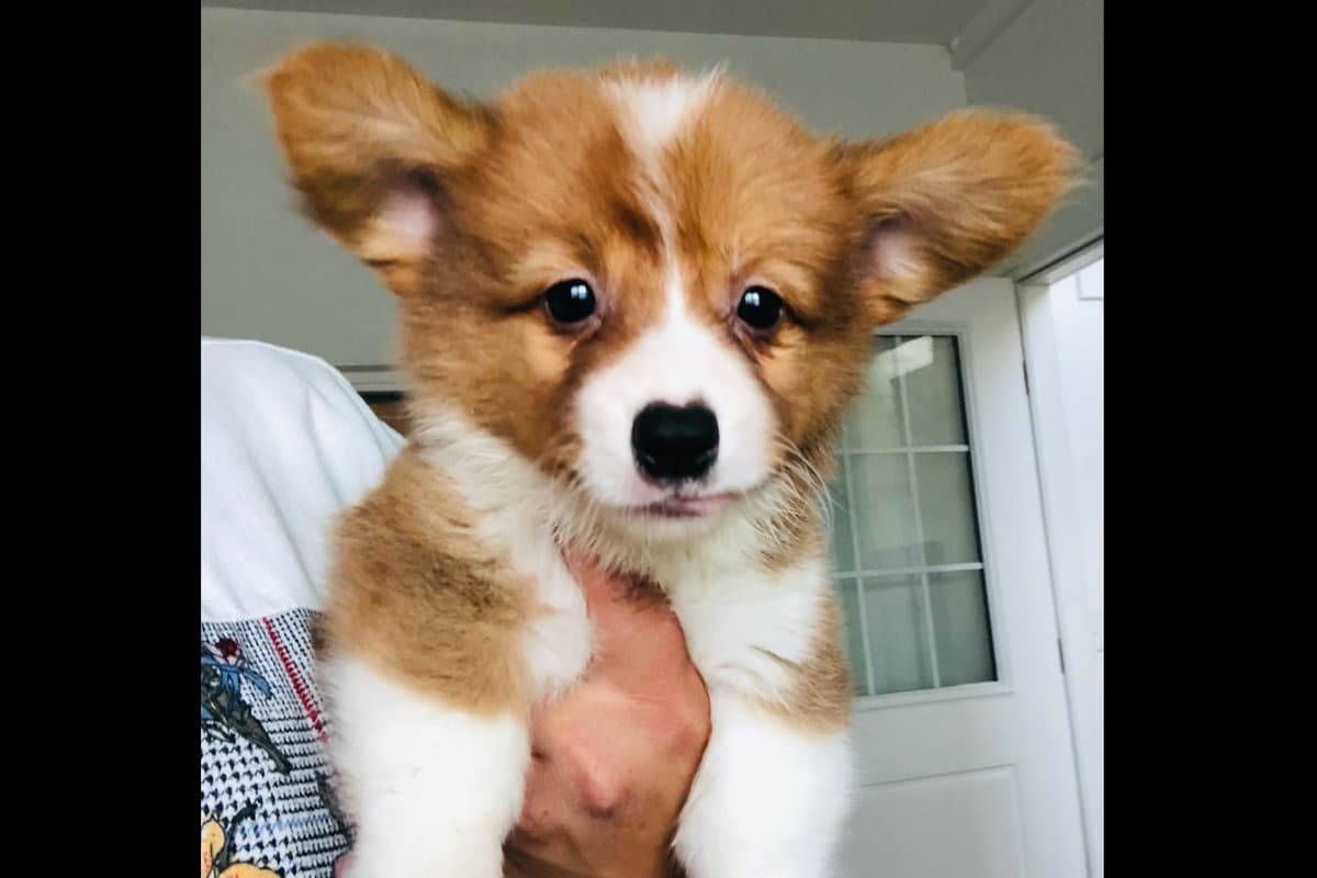 Pembroke Welsh Corgi Puppies breeder image 11