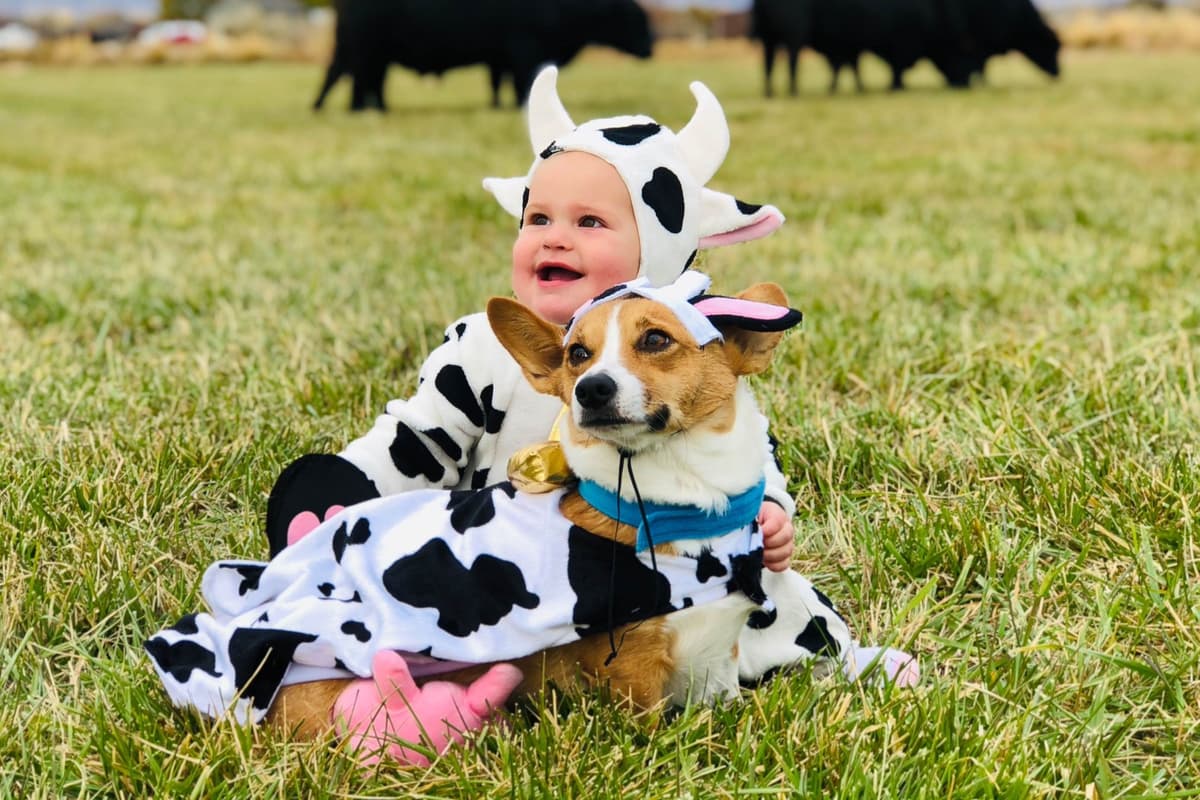 Pembroke Welsh Corgi Puppies breeder image 13