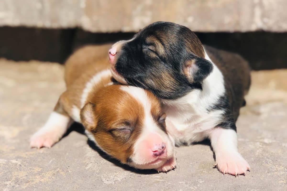 Pembroke Welsh Corgi Puppies breeder image 14