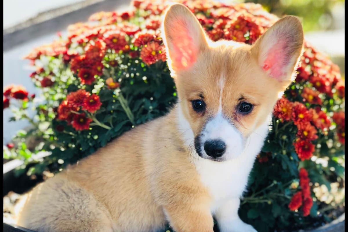 Pembroke Welsh Corgi Puppies breeder image 15