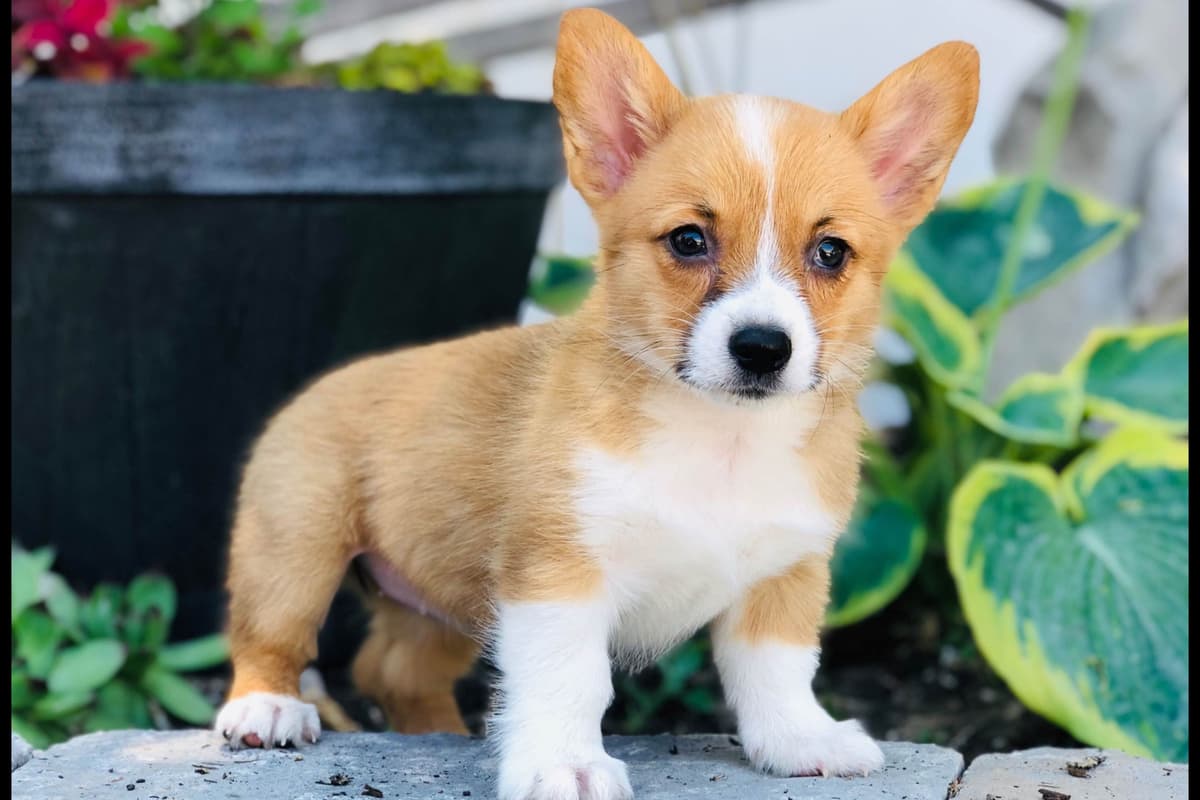 Pembroke Welsh Corgi Puppies breeder image 16