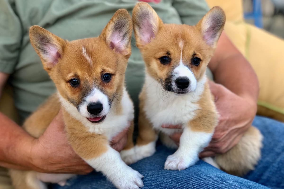 Pembroke Welsh Corgi Puppies breeder image 17